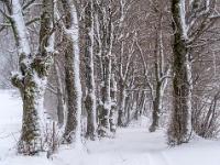 Durch winterliche Baumallee am westlichen Ortsrand Aschau